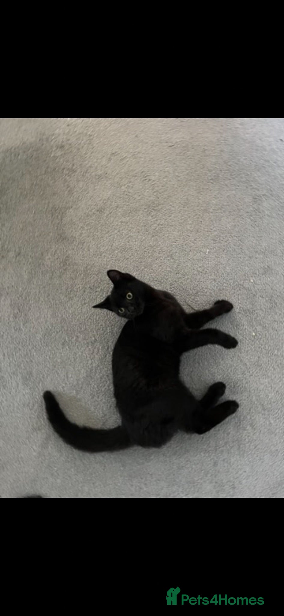 Domestic Shorthair cats 1 year old cat  - Advert 3