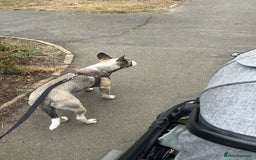 Mixed Breed dogs for sale: Dog for sale  - Image 2