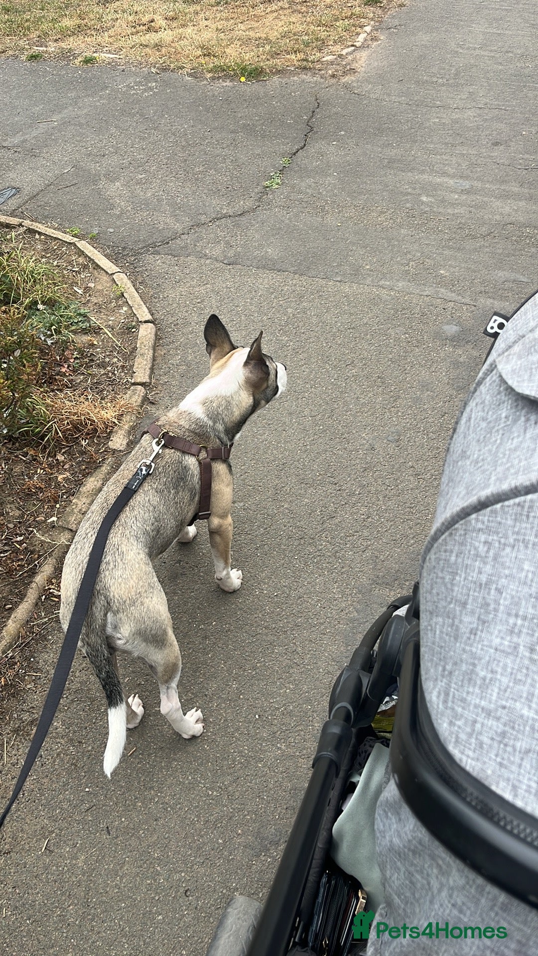 Mixed Breed dogs for sale: Dog for sale  - Image 2