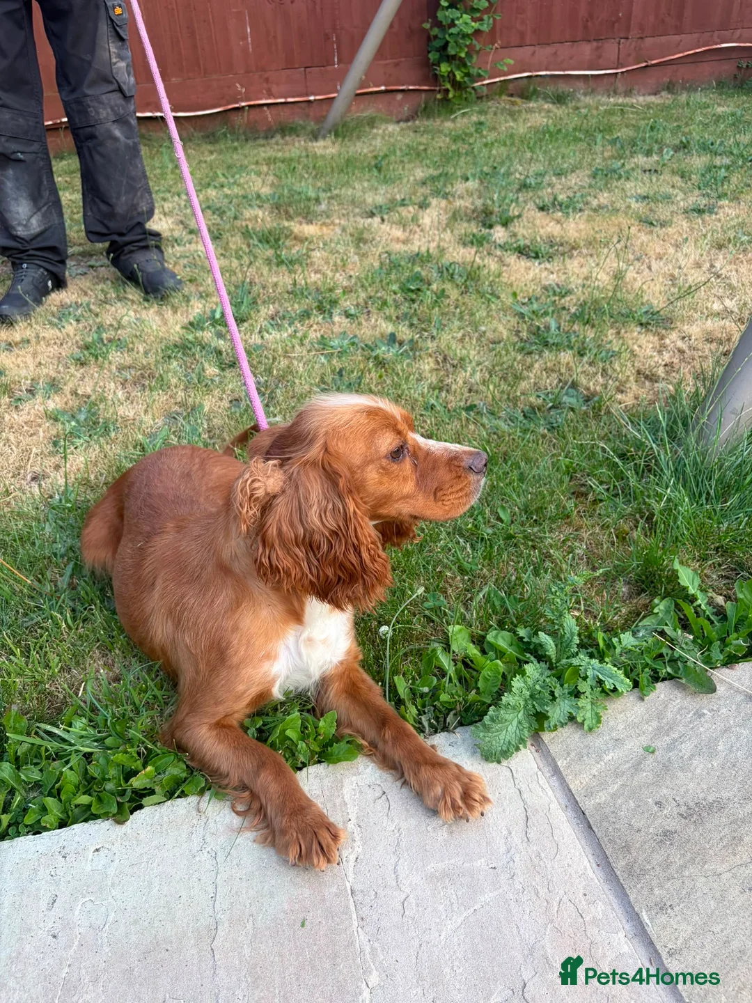 Cocker Spaniel dogs for sale: Cocker spaniel puppies - Advert 16