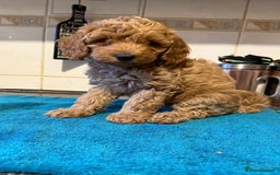 Miniature Poodle dogs for sale: Beautiful miniature poodle pups - Image 2