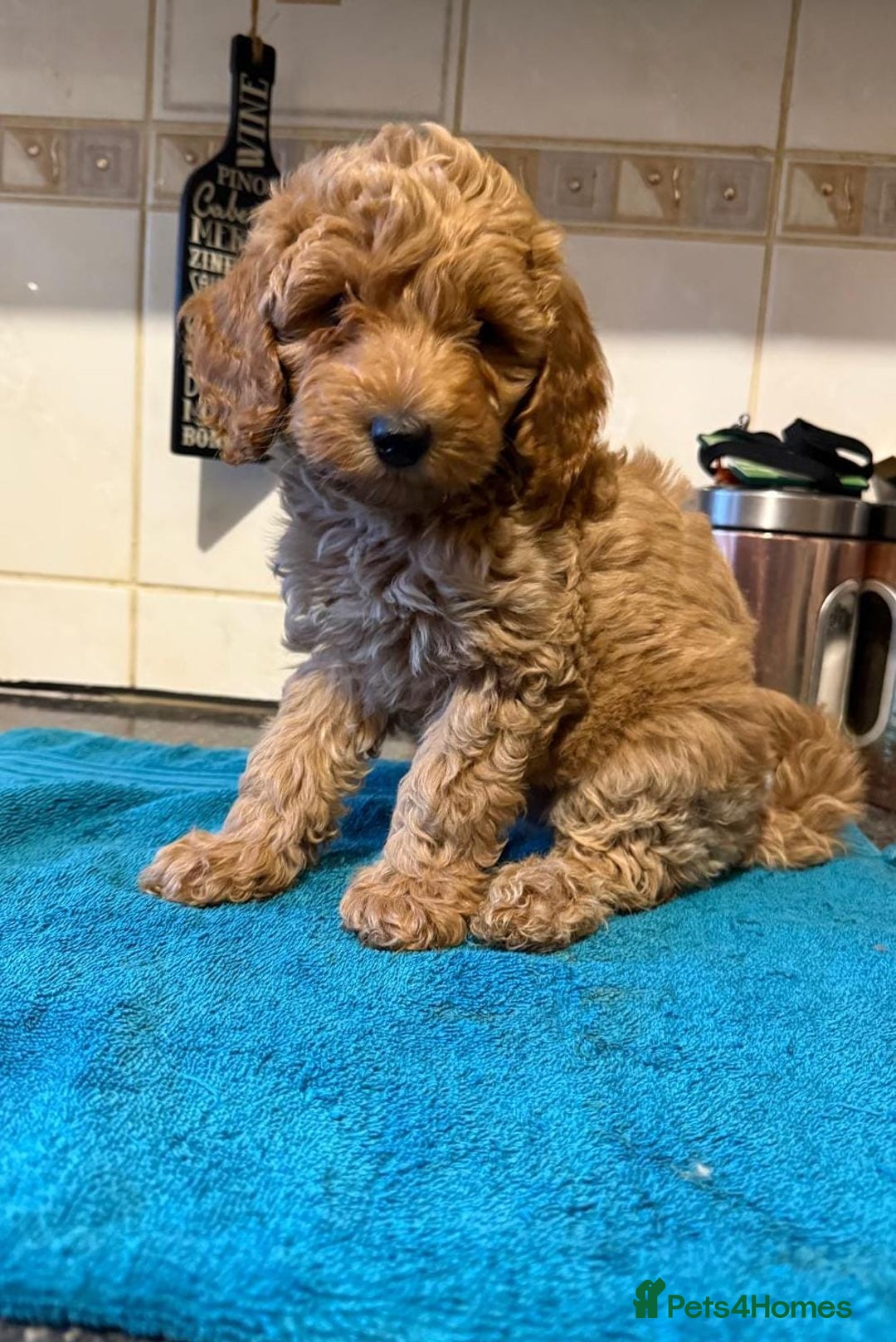 Miniature Poodle dogs for sale: Beautiful miniature poodle pups - Image 2