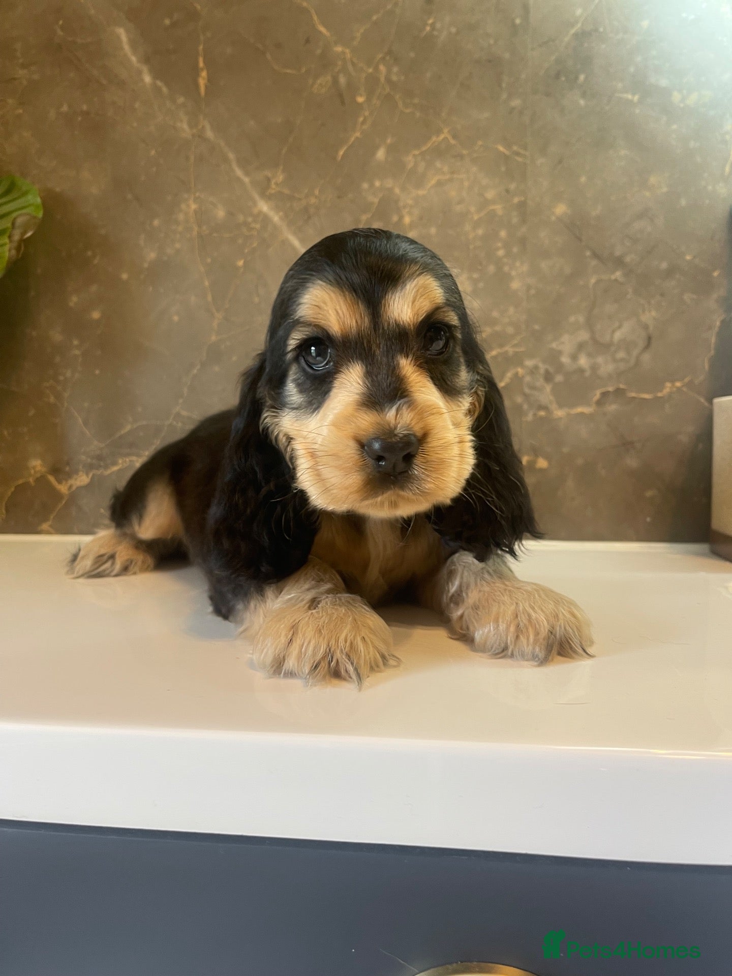 Cocker Spaniel dogs for sale: KC Registered Show Cocker Spaniels - Advert 8