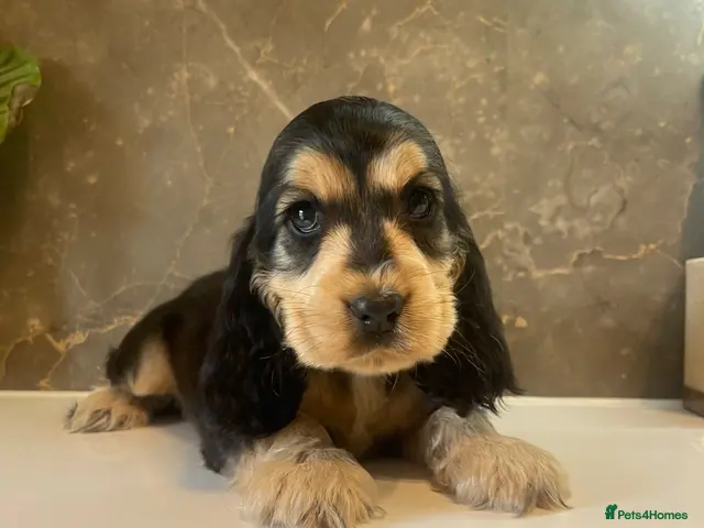 Cocker Spaniel dogs for sale: KC Registered Show Cocker Spaniels - Advert 8
