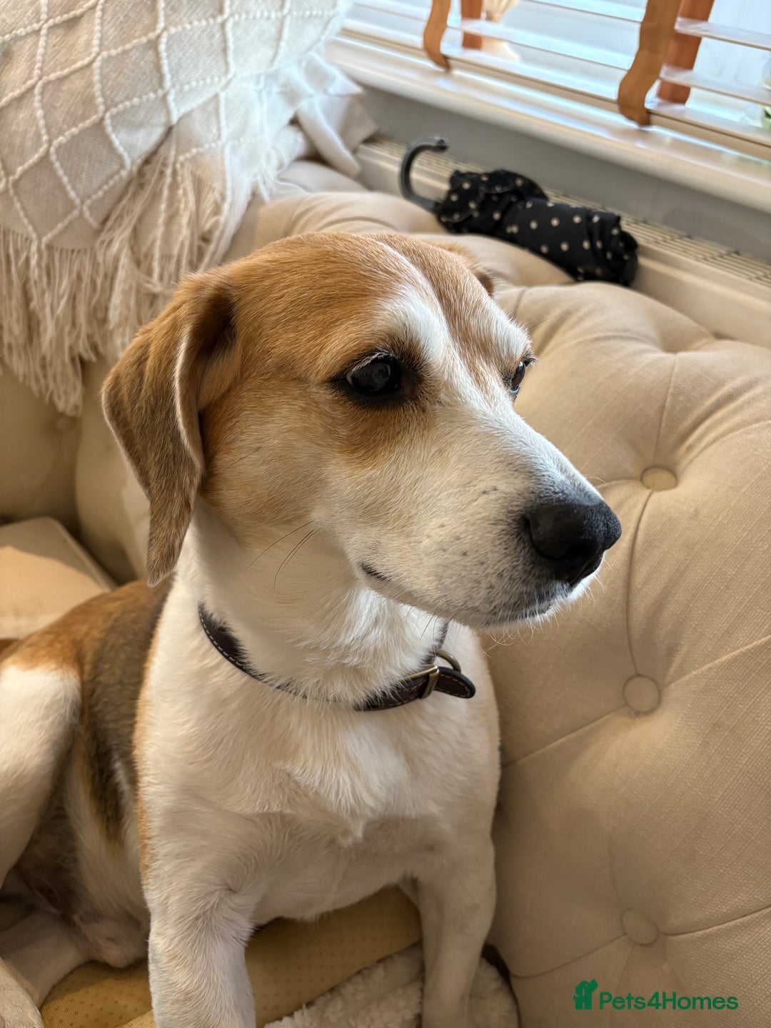 Beagle dogs for sale: Two beautiful beagles  - Advert 6