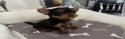 Yorkshire Terrier dogs for sale: Adorable Yorkshire Terrier Puppies 8 girls&1 boy.  - Advert 33