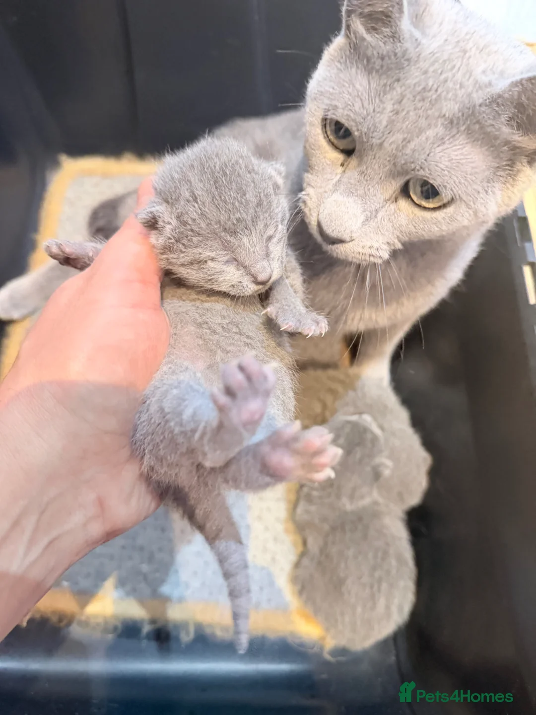 Russian Blue cats for sale: Tica registered adorable kitten champion bloodline - Advert 1