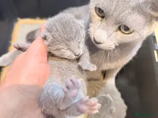 Russian Blue cats Tica registered adorable kitten champion bloodline - Advert 5