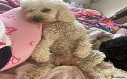 Mini Goldendoodle dogs for stud: Stud sire wanted  - Image 3
