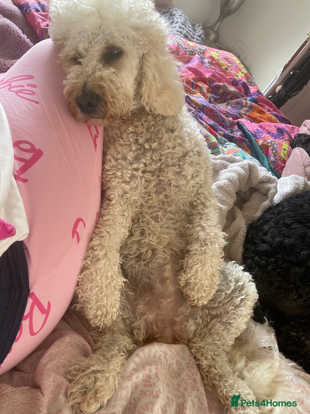 Mini Goldendoodle dogs for stud: Stud sire wanted  - Image 3