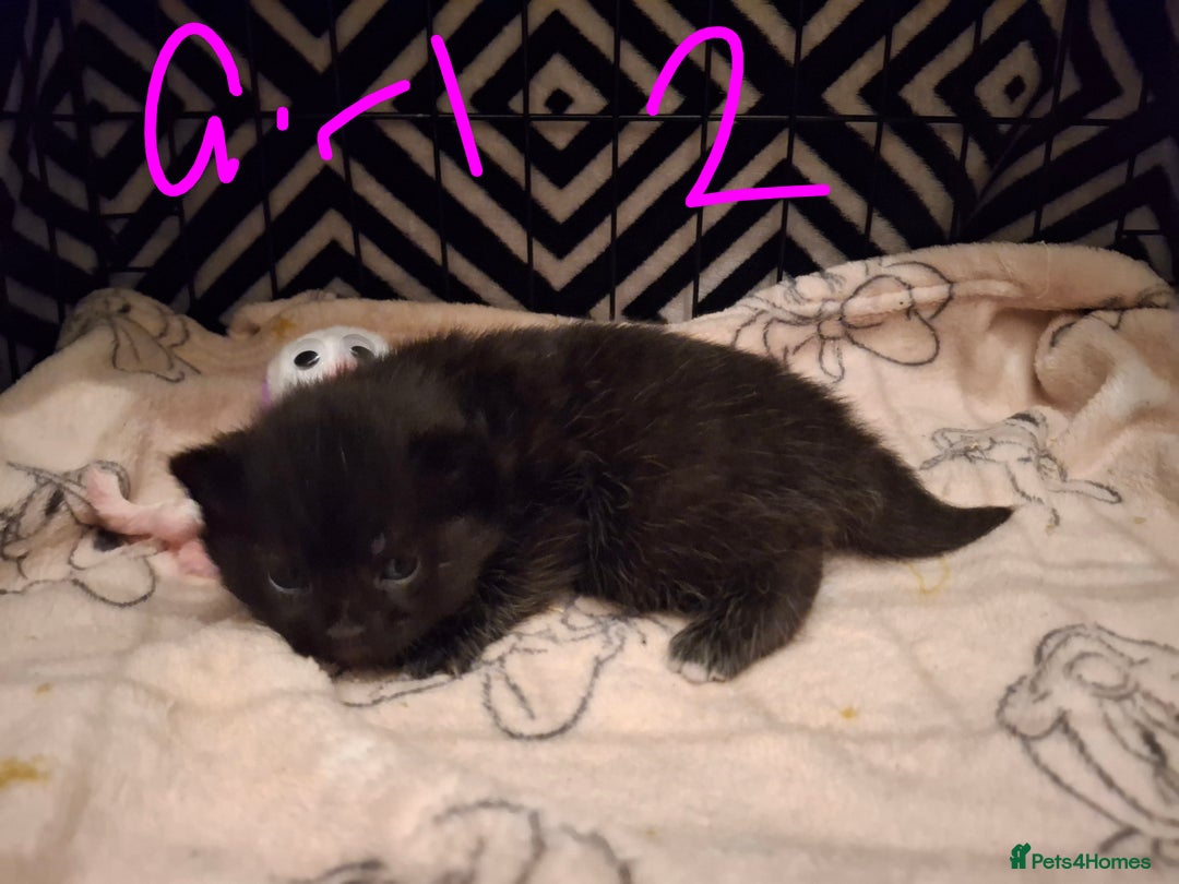 Mixed Breed cats for sale: Mix breed - Image 6