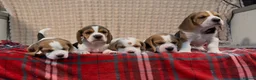Beagle dogs for sale: BEAUTIFUL (SHOW TYPE) BEAGLE PUPPIES READY NOW - Advert 19