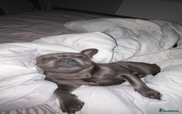 French Bulldog dogs for adoption: Meet BONNIE - a Lovely Girl, for a Loving Home - Image 3