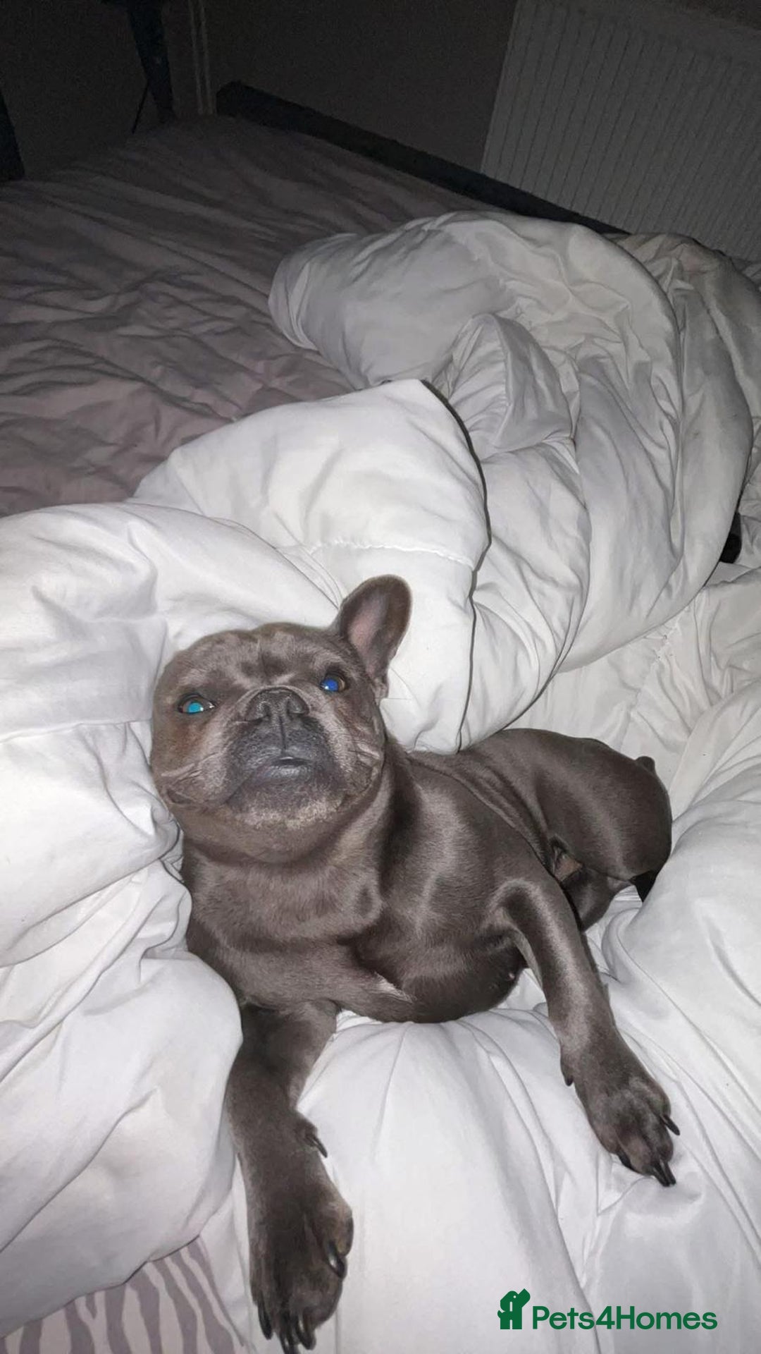 French Bulldog dogs for adoption: Meet BONNIE - a Lovely Girl, for a Loving Home - Image 3