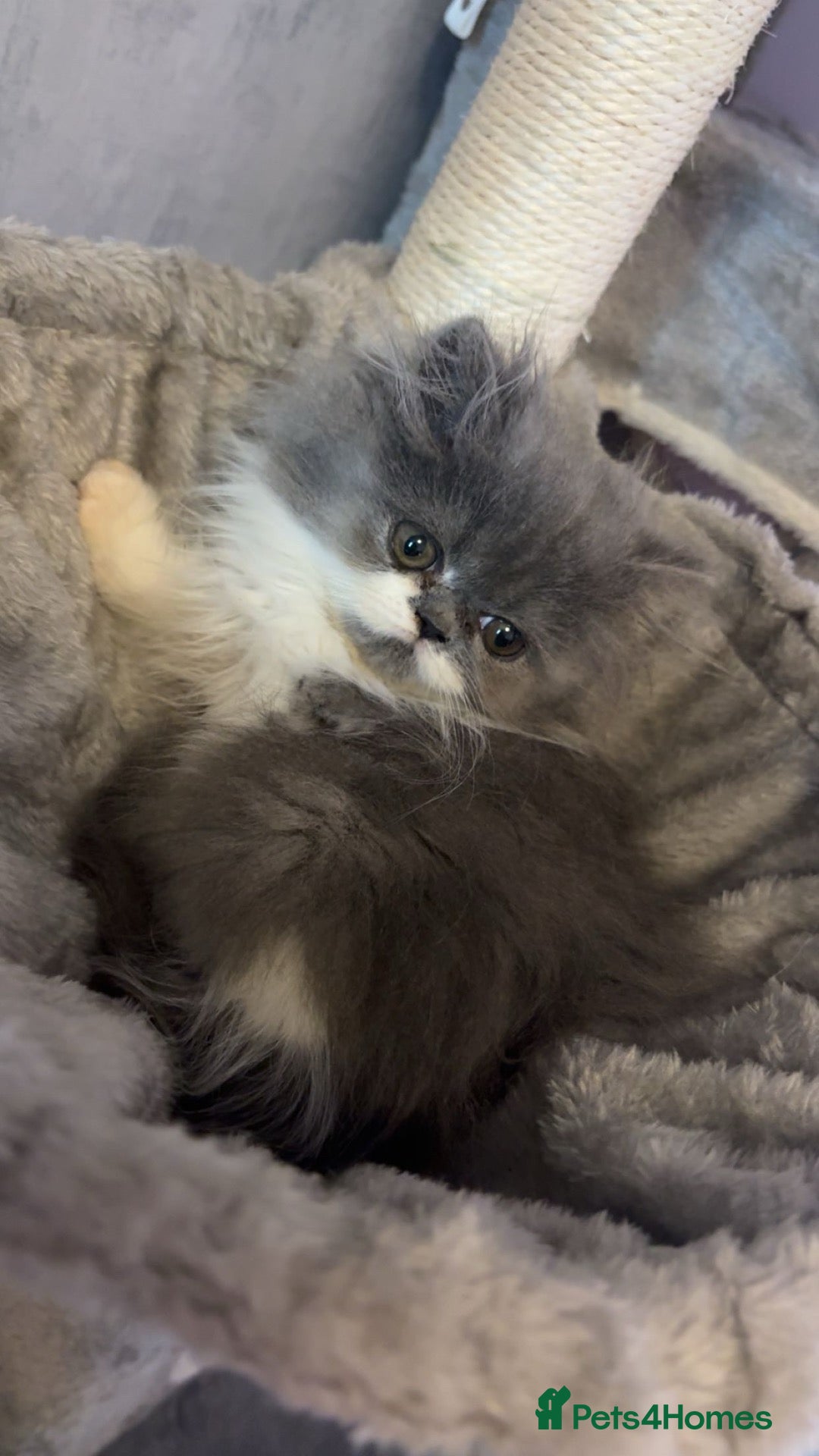 Persian cats for sale: Persian kittens  - Advert 2