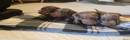 Miniature Dachshund dogs for sale: Miniature Dachshunds - Advert 10