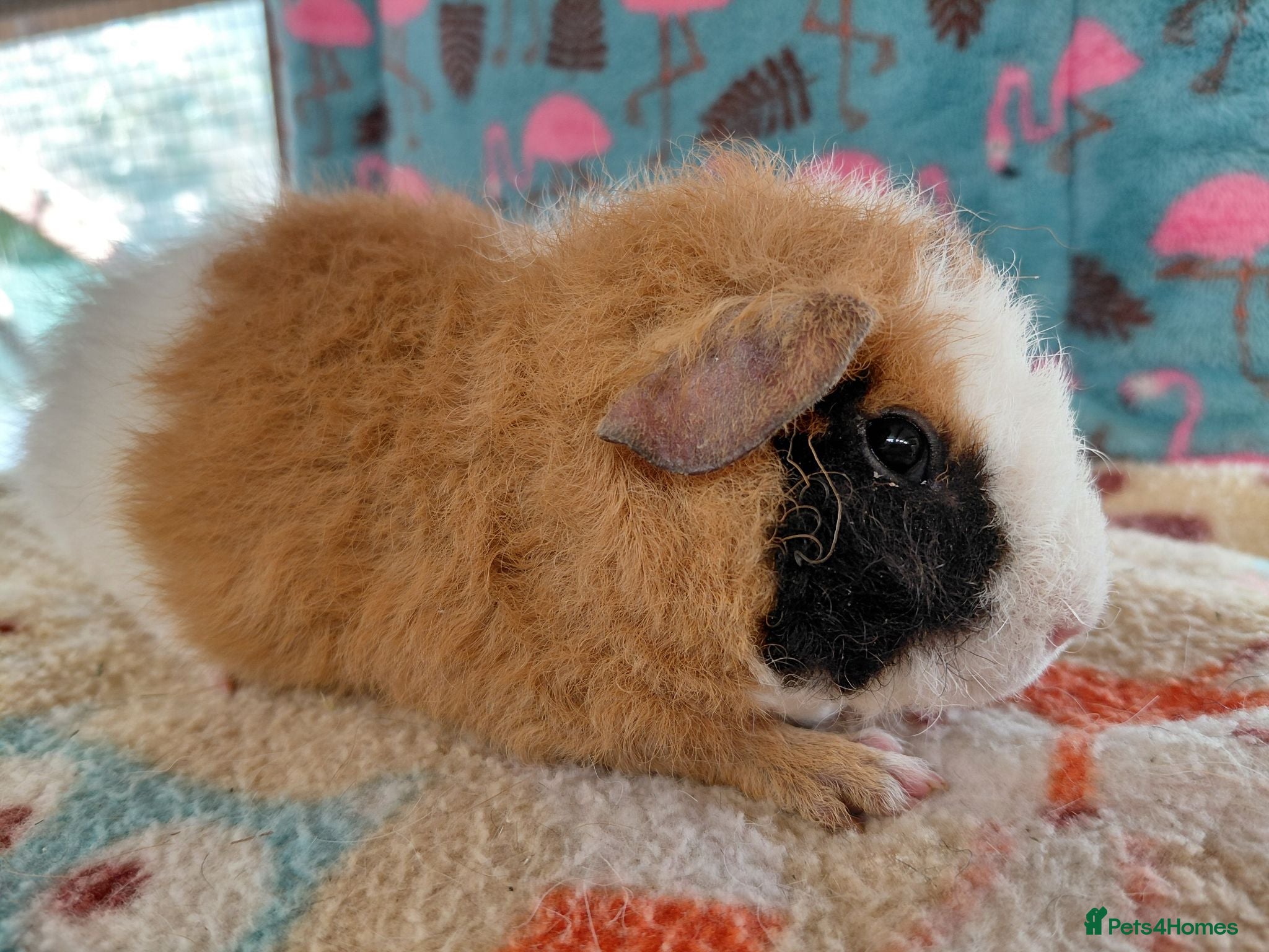 Guinea Pig rodents Baby Longhaired Sheltie Boars/Brothers RTR - Advert 10