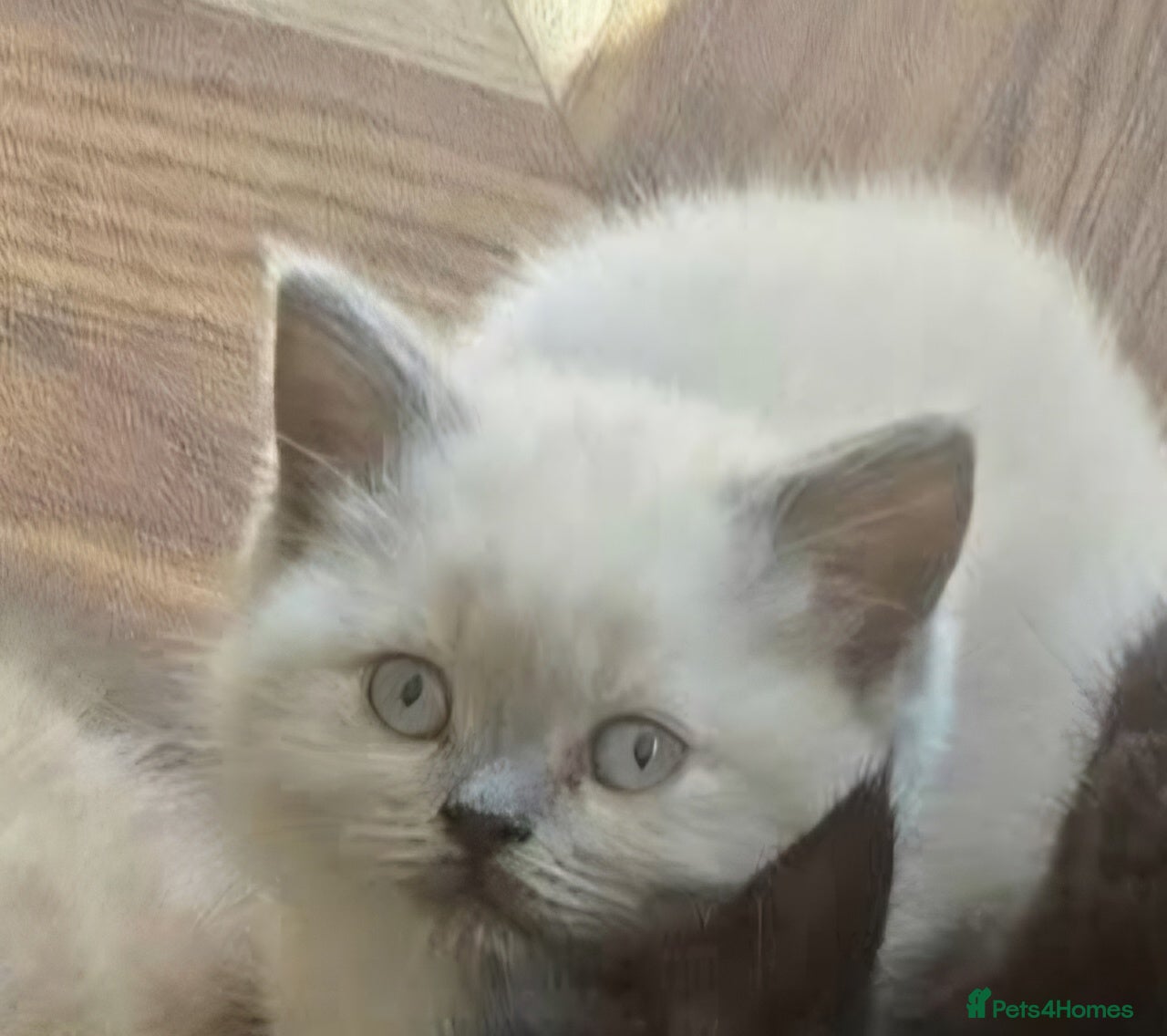 British Shorthair cats Beautiful British Shorthair Kittens - Advert 1