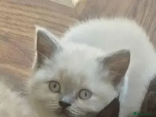 British Shorthair cats Beautiful British Shorthair Kittens - Advert 1