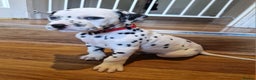 Dalmatian dogs for sale: ❤️Exceptional fully hearing KC Dalmatians❤️ - Advert 3