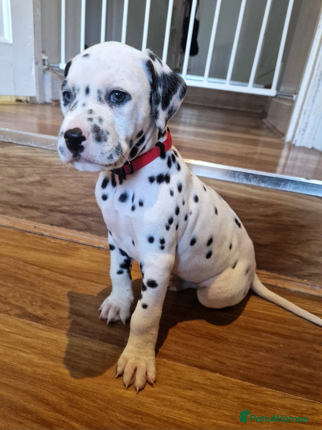 Dalmatian dogs for sale: ❤️Exceptional fully hearing KC Dalmatians❤️ - Advert 3