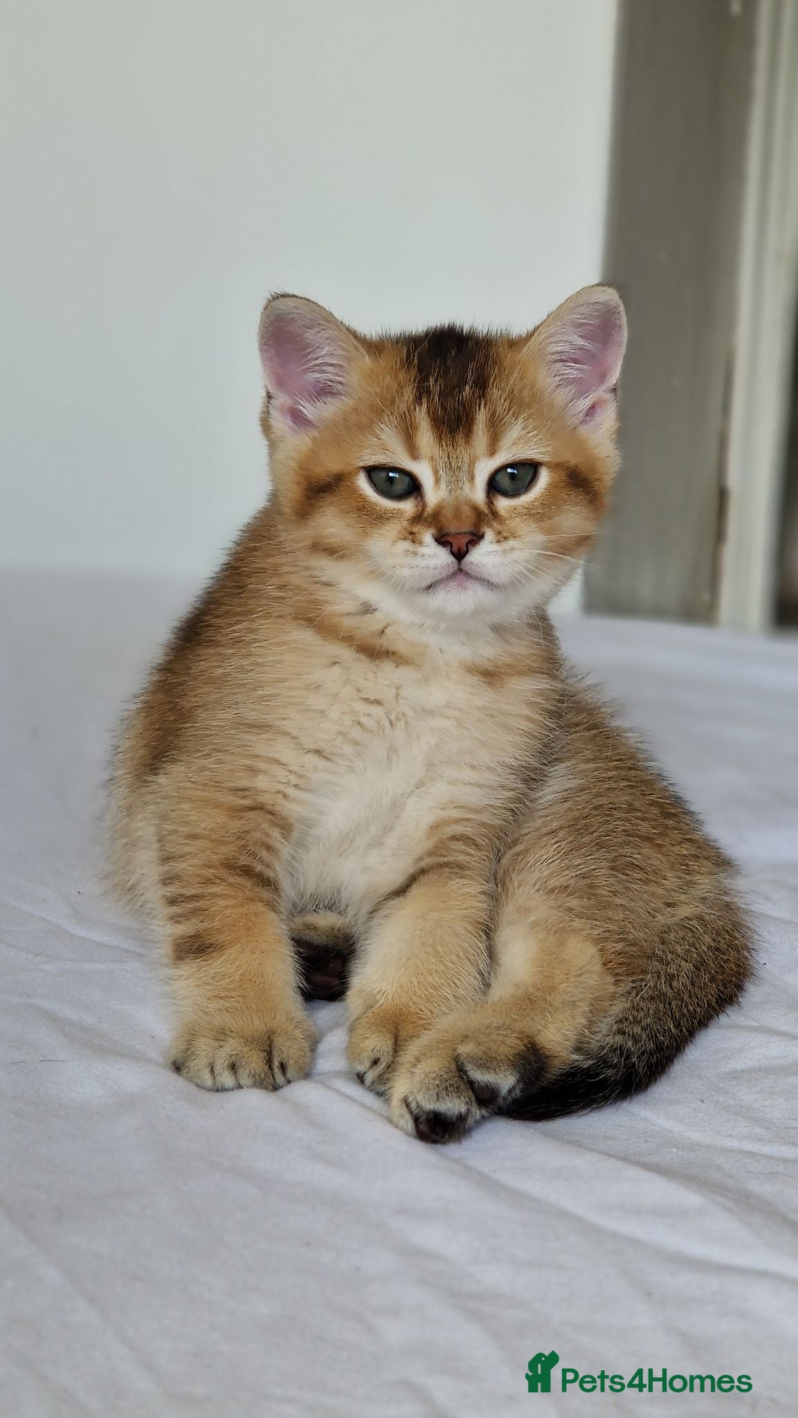 British Shorthair cats Last 1 BSH amazing boy from champion line  - Advert 1