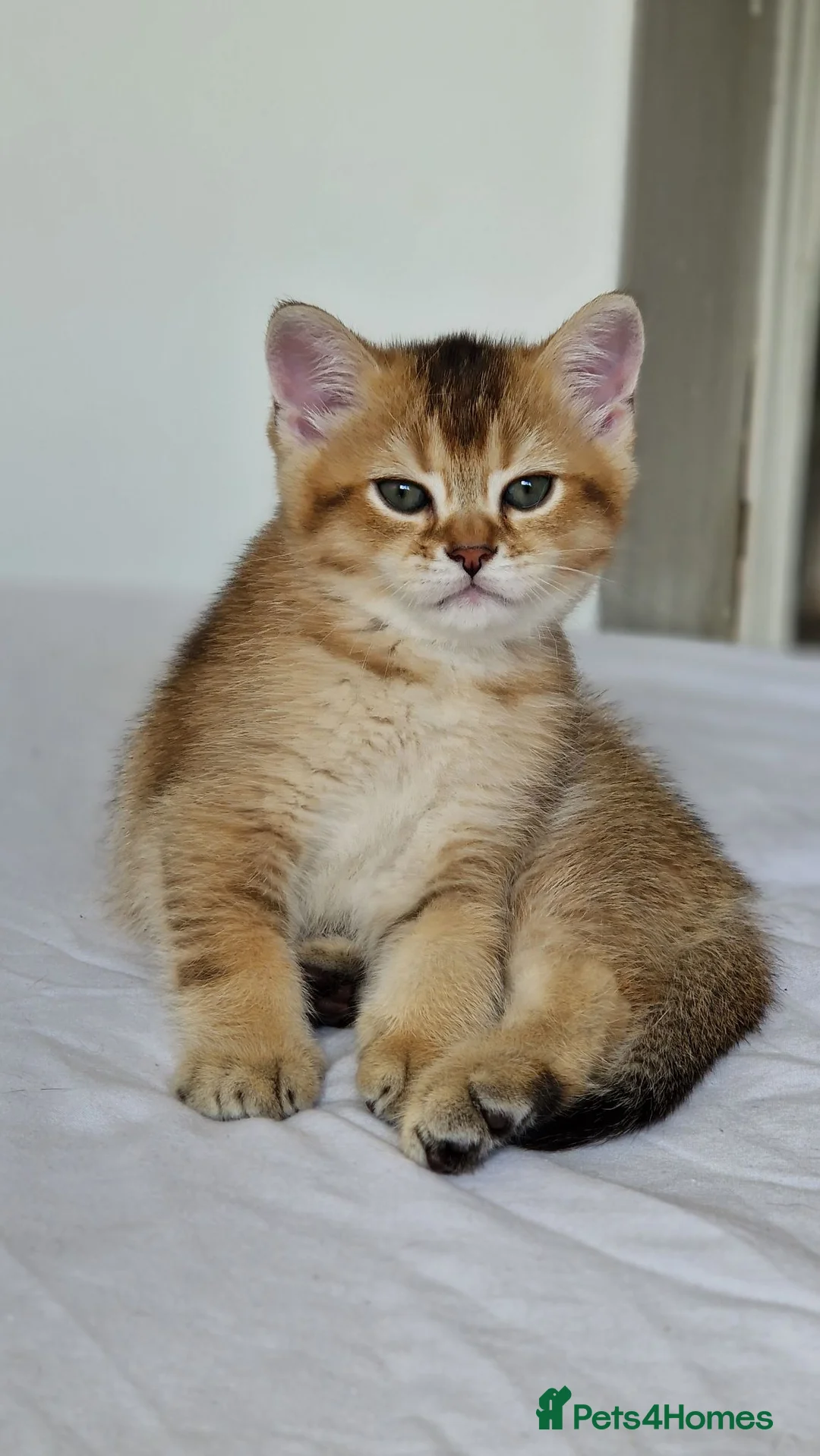 British Shorthair cats for sale: Last 1 BSH amazing boy from champion line  - Advert 1