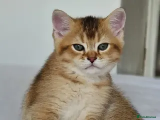 British Shorthair cats Last 1 BSH amazing boy from champion line - Advert 1