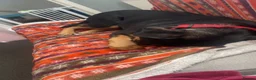Mixed Breed dogs for sale: Bella needs a good home ASAP - Advert 5