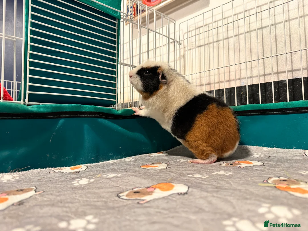 Guinea Pig rodents for sale: 7 Female Guinea Pigs (Sows) – Born June 2025 - Advert 2