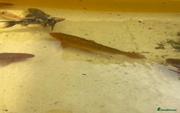 Koi Carp fish for sale: Brown Chagoi koi  - Image 4