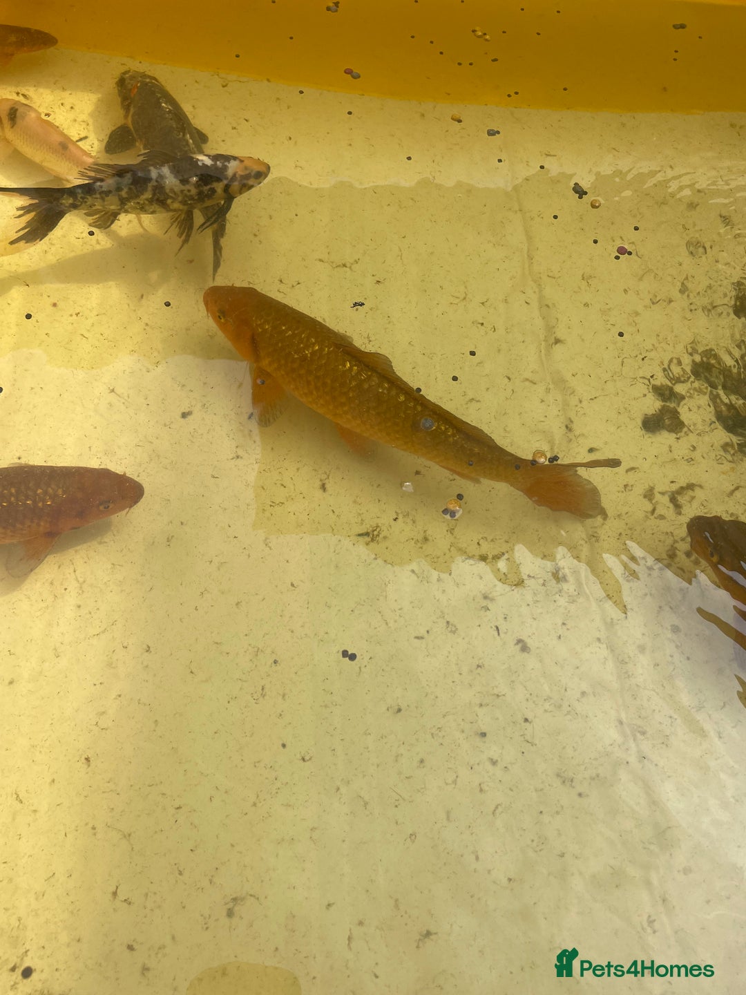Koi Carp fish for sale: Brown Chagoi koi  - Image 4