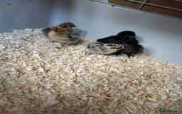 Chickens poultry for sale: Day old bantam silkie chicks  - Image 2