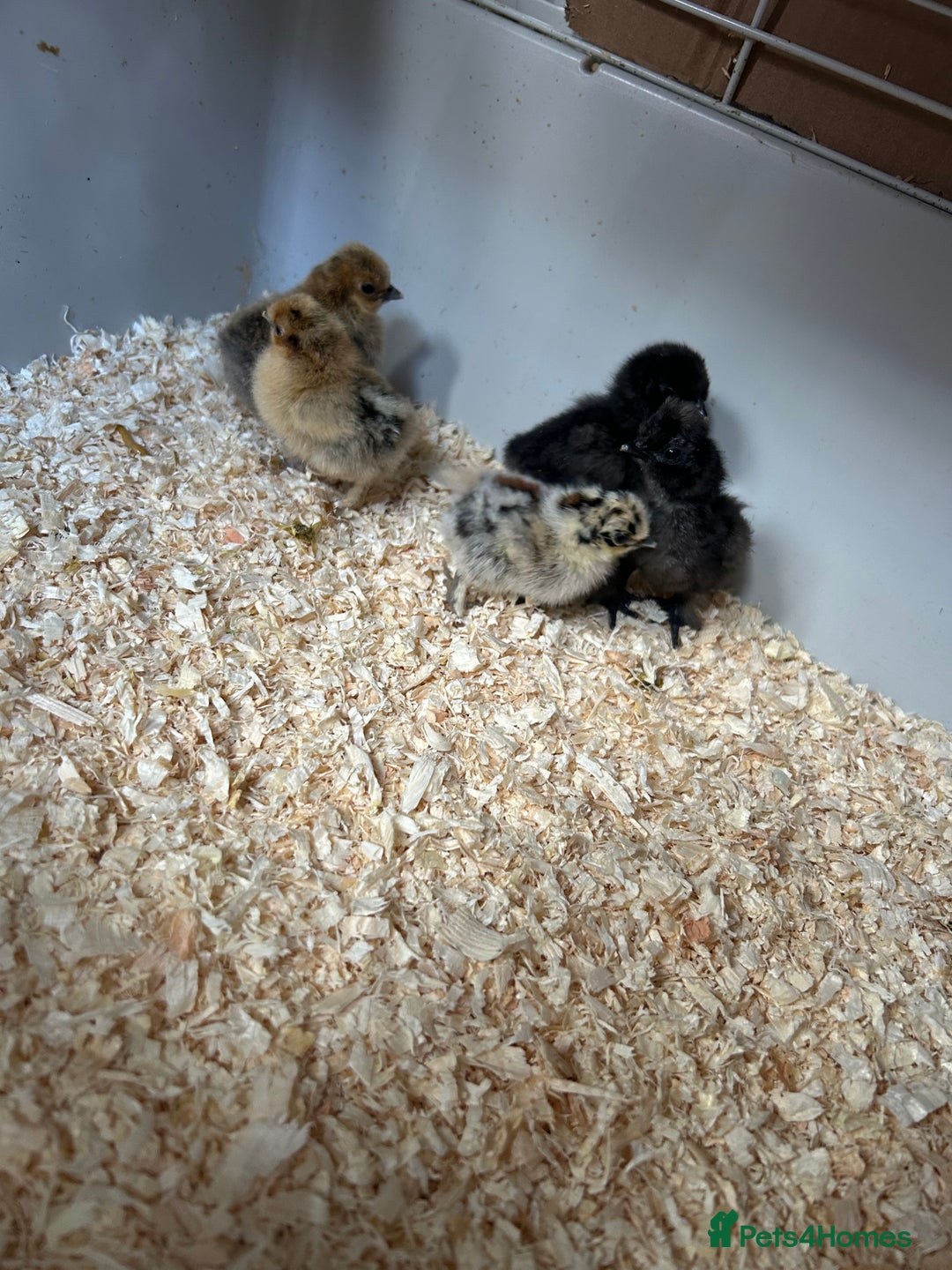 Chickens poultry for sale: Day old bantam silkie chicks  - Image 2