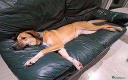 Mixed Breed dogs for adoption: Sara - Norwich Norfolk  - Image 28