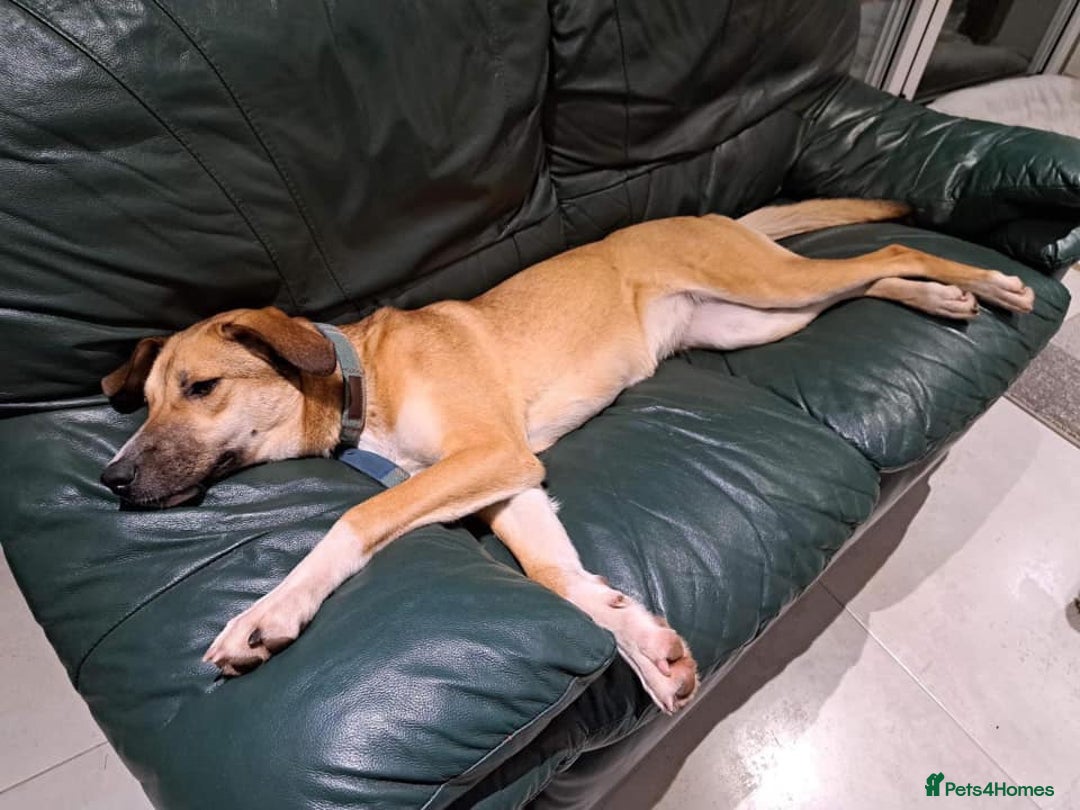 Mixed Breed dogs for adoption: Sara - Norwich Norfolk  - Image 28