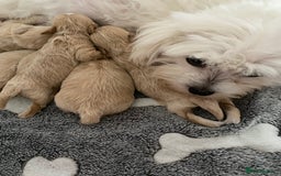 Maltipoo dogs for sale: Beautiful Apricot Maltipoo puppies. - Image 27