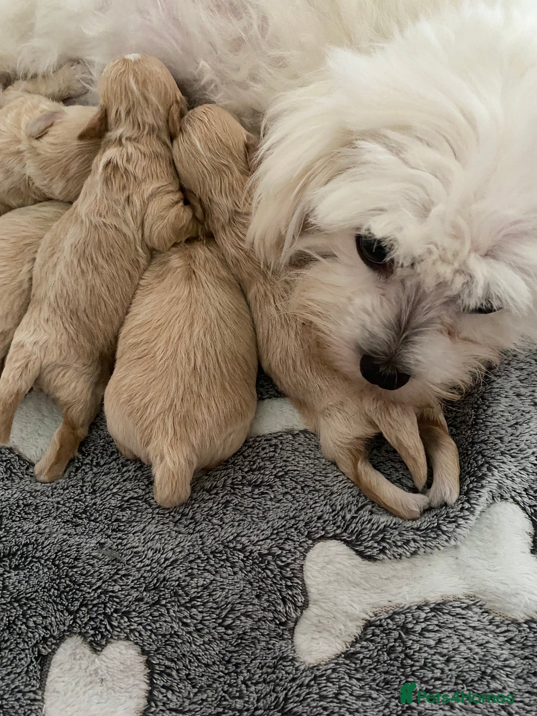 Maltipoo dogs for sale: Beautiful Apricot Maltipoo puppies. - Image 27