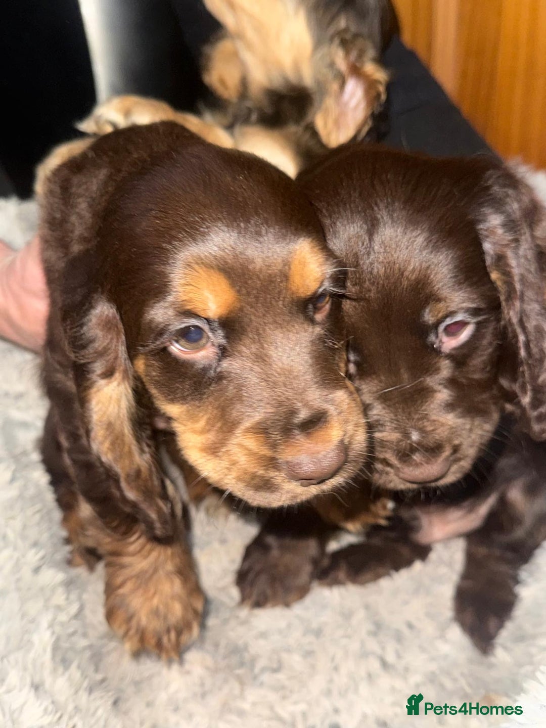 Cocker Spaniel dogs for sale: KC Registered Show Type Cocker Spaniels - Advert 17