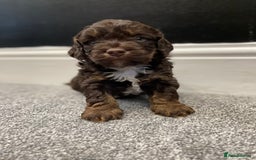 Cockapoo dogs for sale: Chocolate and tan cocker poo puppy’s for sale  - Image 1