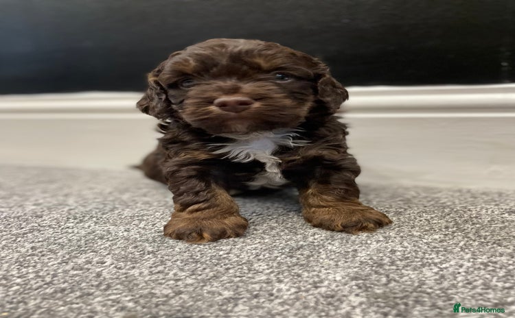 Cockapoo dogs - Advert 3
