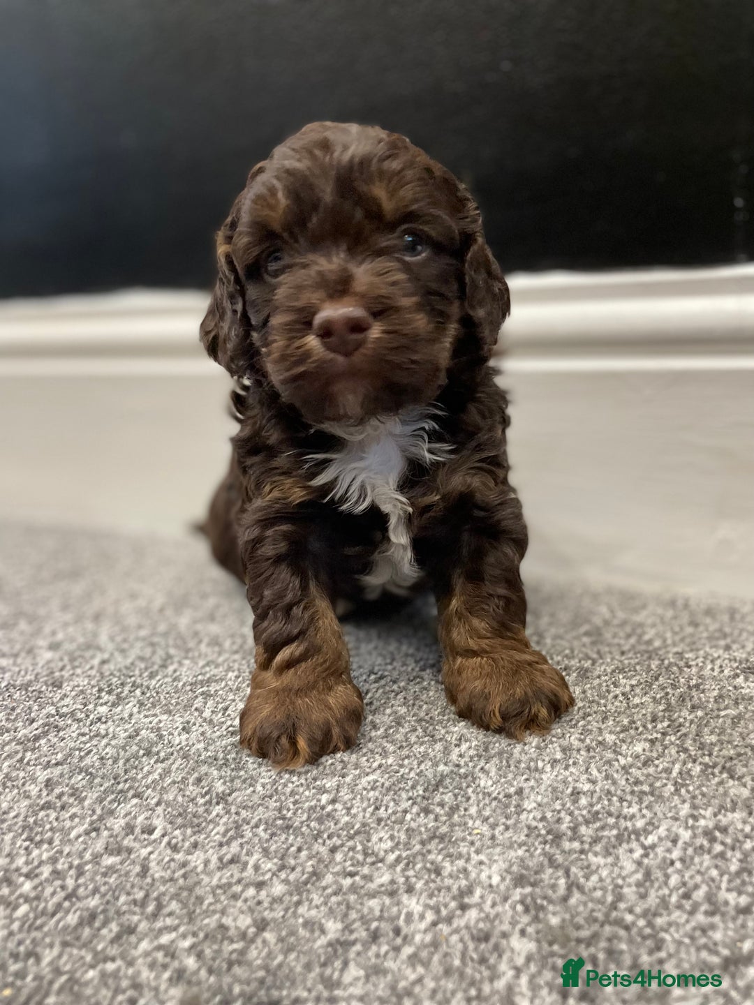 Cockapoo dogs for sale: Chocolate and tan cocker poo puppy’s for sale  - Image 1