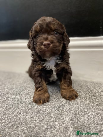 Cockapoo dogs - Advert 5