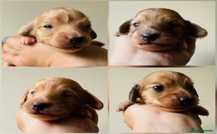Miniature Dachshund dogs - Advert 2