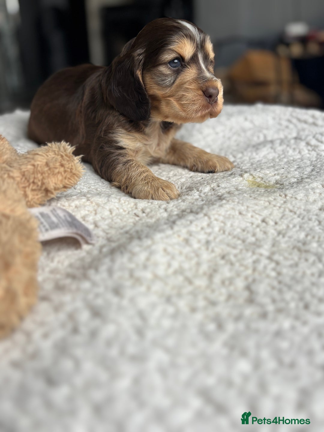 Cocker Spaniel dogs for sale: 🐾[Simbawood Lines]KC Show Cocker Spaniels🐾 - Advert 4