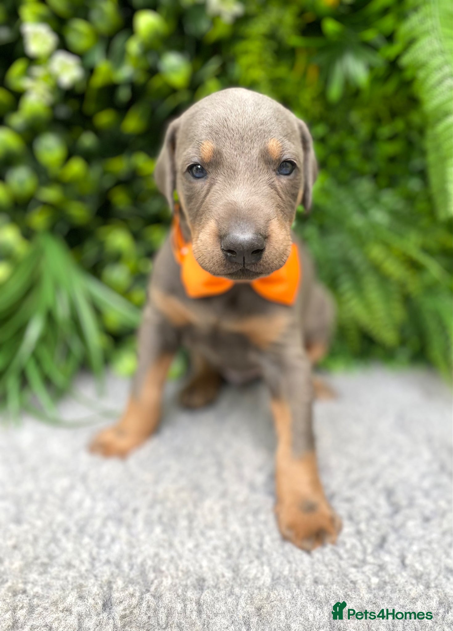 Dobermann dogs *KC REGISTERED* HEALTH TESTED DOBERMAN PUPPIES* - Advert 2