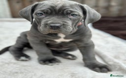 Cane Corso dogs for sale:  Pure breed Cane Corso  Puppies Looking for Homes  - Image 24