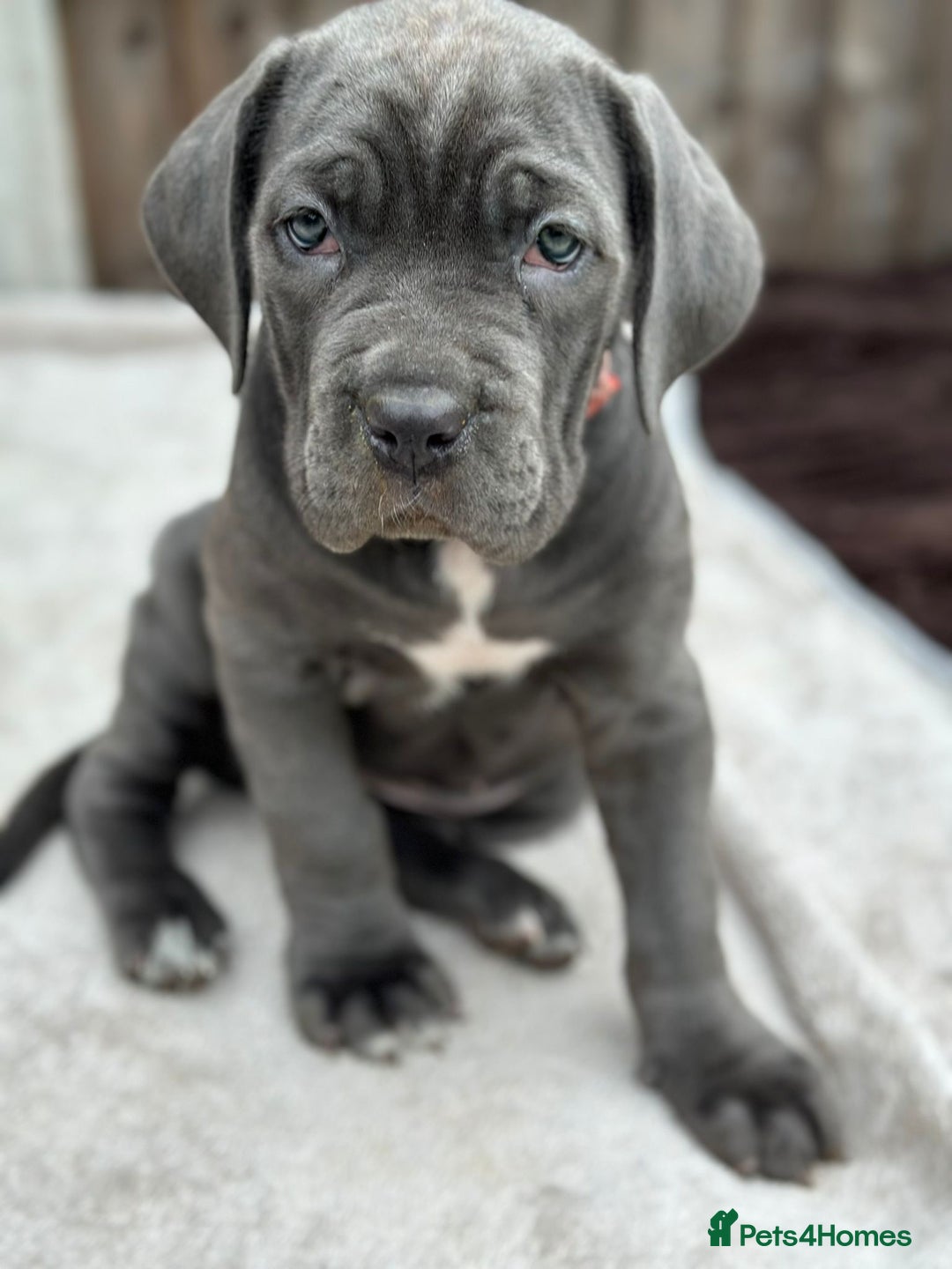 Cane Corso dogs for sale:  Pure breed Cane Corso  Puppies Looking for Homes  - Image 24
