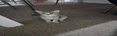 Little tabby
