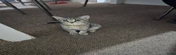 Mixed Breed cats for sale: Adorable Kittens Looking for Their Forever Homes in Derby - Advert 9